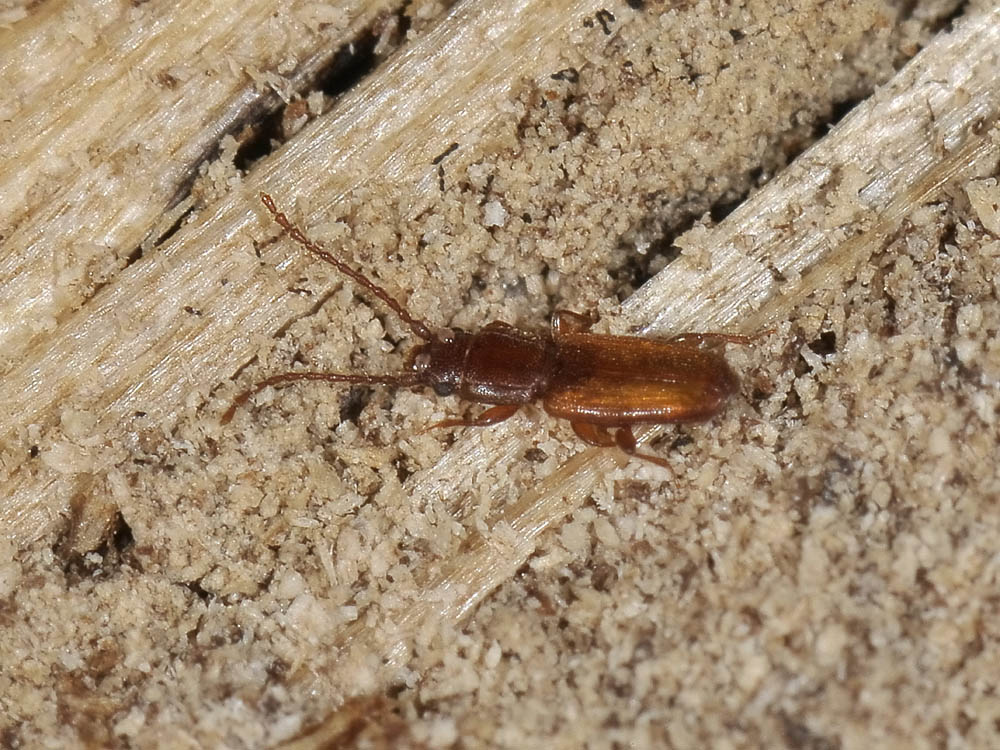 Laemophloeidae- Placonotus testaceus